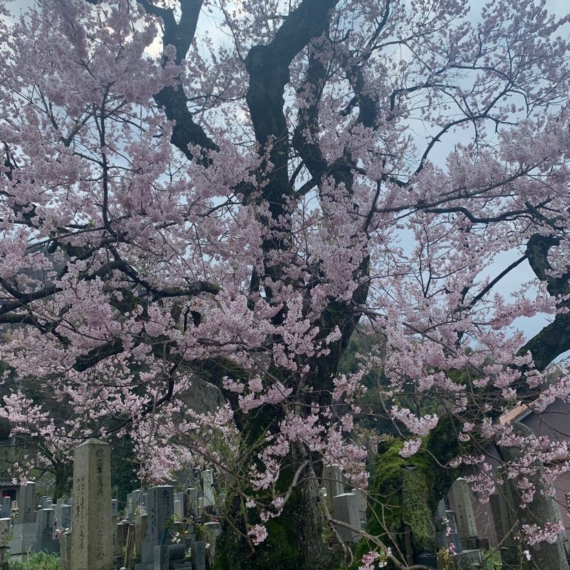 makiさんが投稿した清水の桜に関する口コミの画像
