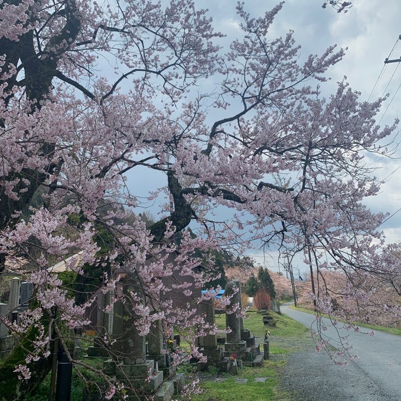 makiさんが投稿した清水の桜に関する口コミの画像