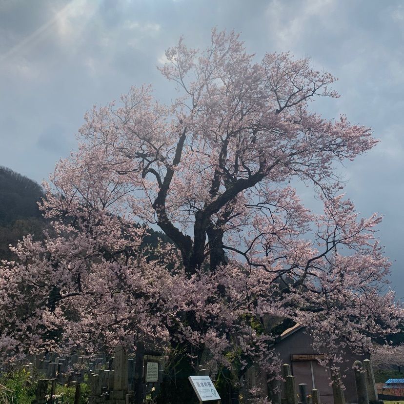 makiさんが投稿した清水の桜に関する口コミの画像