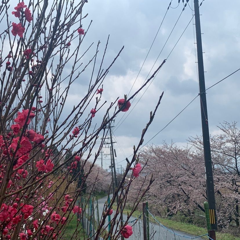 makiさんが投稿した清水の桜に関する口コミの画像