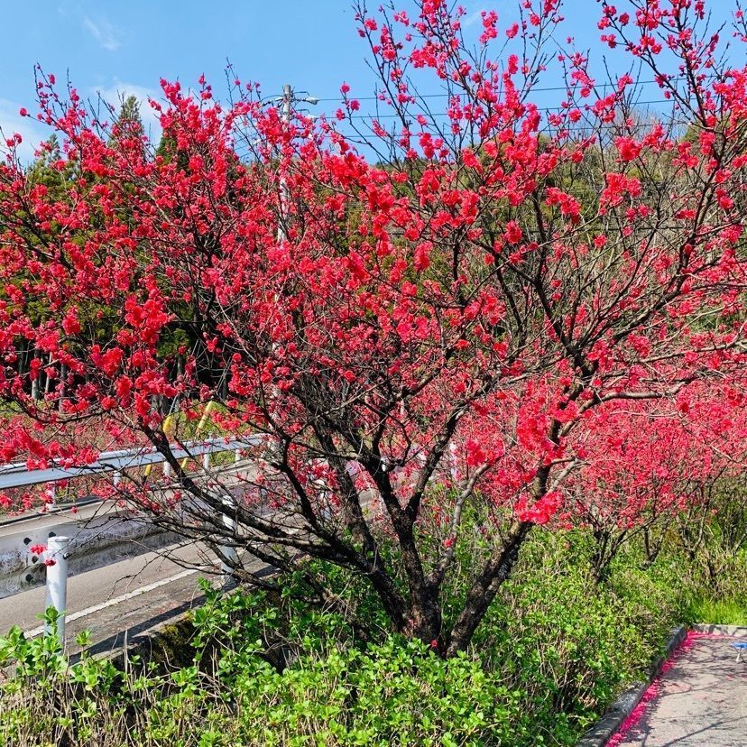 だるま大使さんが投稿した東海自然歩道に関する口コミの画像