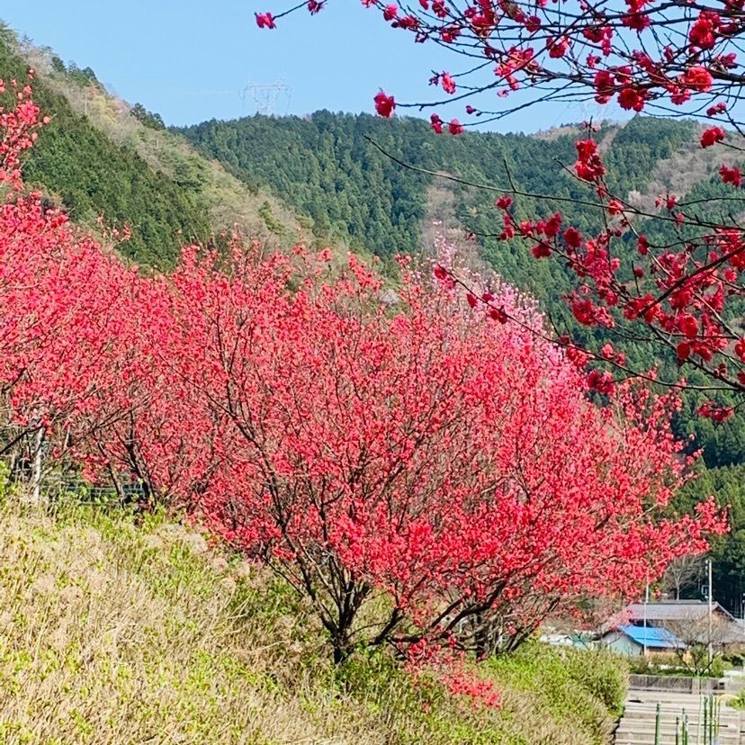 だるま大使さんが投稿した東海自然歩道に関する口コミの画像