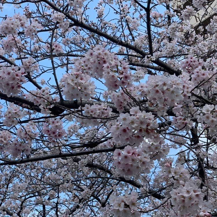 sakuさんが投稿したみちに関する口コミの画像