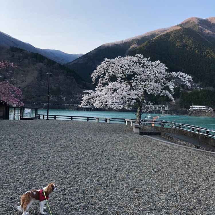 yuu0519さんが投稿した奥多摩湖ダムサイトパーキングに関する口コミの画像