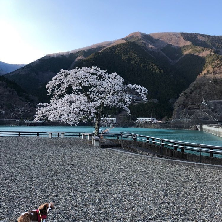 yuu0519さんが投稿した奥多摩湖ダムサイトパーキングに関する口コミの画像