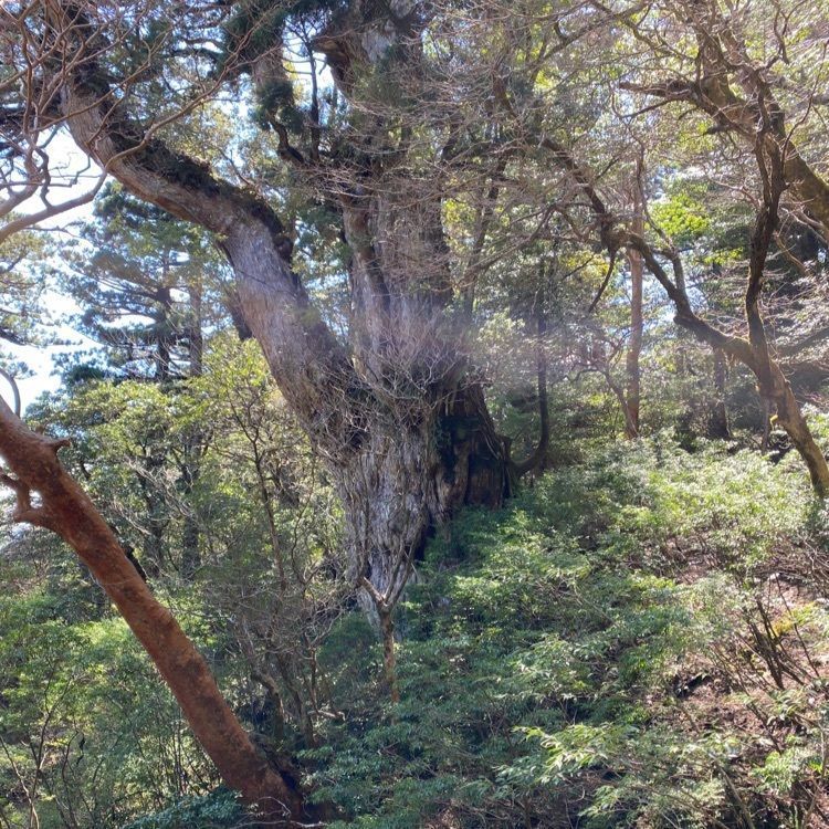 youandme110さんが投稿した縄文杉に関する口コミの画像