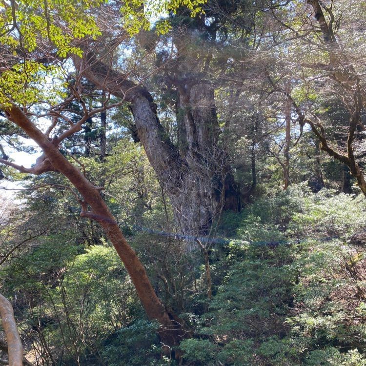 youandme110さんが投稿した縄文杉に関する口コミの画像