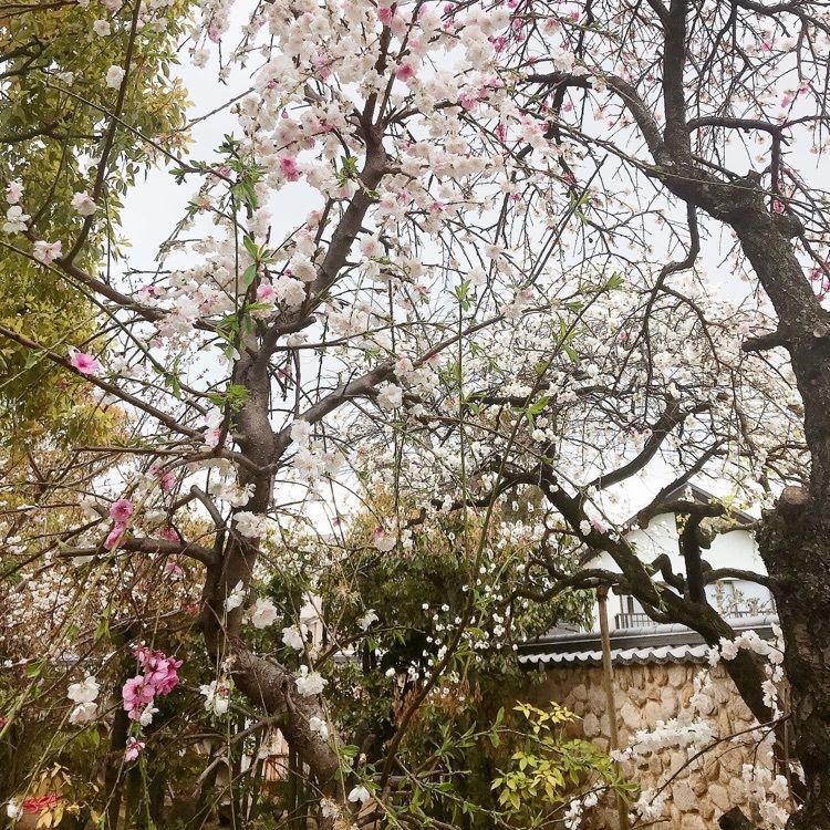 ruujunさんが投稿した香雪美術館に関する口コミの画像