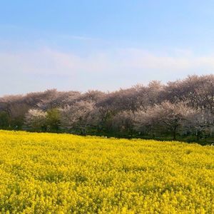 幸手市権現堂