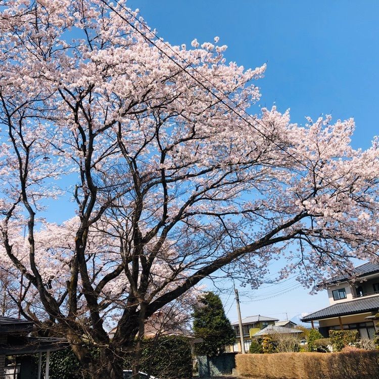 サトツルさんが投稿したカラオケ まねきねこ 鹿沼千渡店に関する口コミの画像