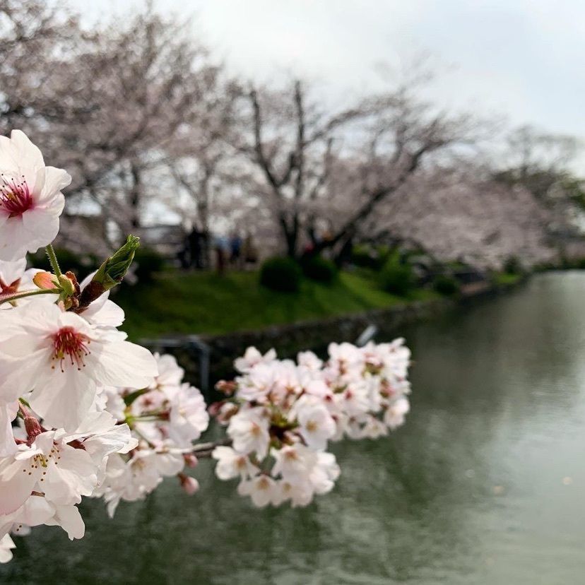 。さんが投稿した小城公園に関する口コミの画像