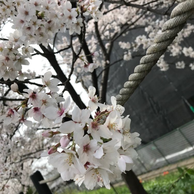 familiar_site_0c8aさんが投稿したNBC長岡京バッティングセンターに関する口コミの画像