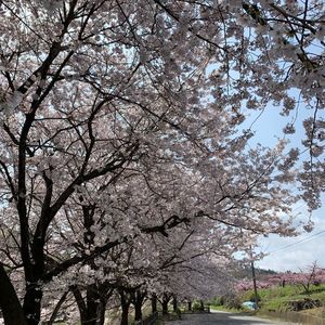 ローズファーム 3枚目