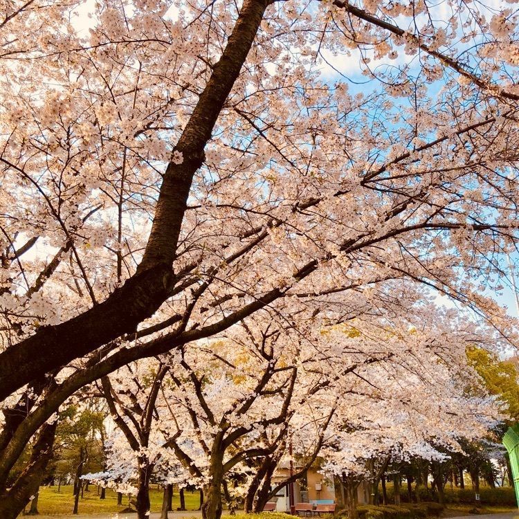 れいんぼうれいんぼうさんが投稿した満る岡 （まるおか）に関する口コミの画像