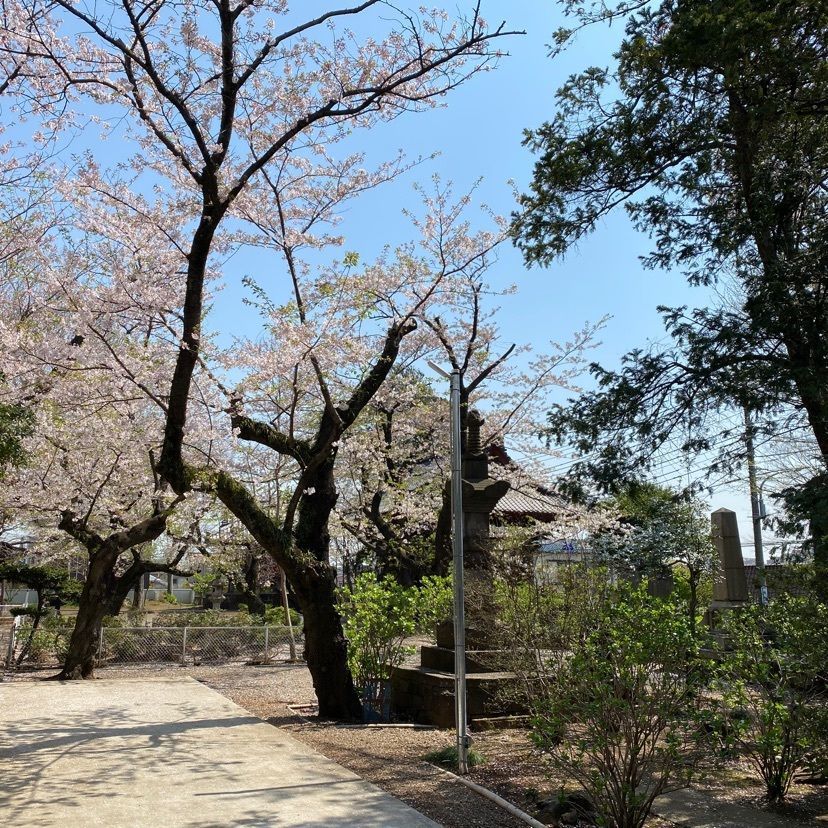 凱風快晴さんが投稿した千葉寺の大イチョウに関する口コミの画像