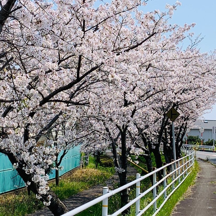 だるま大使さんが投稿した鍋田川堤桜並木に関する口コミの画像