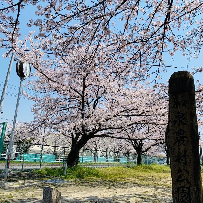 だるま大使さんが投稿した鍋田川堤桜並木に関する口コミの画像