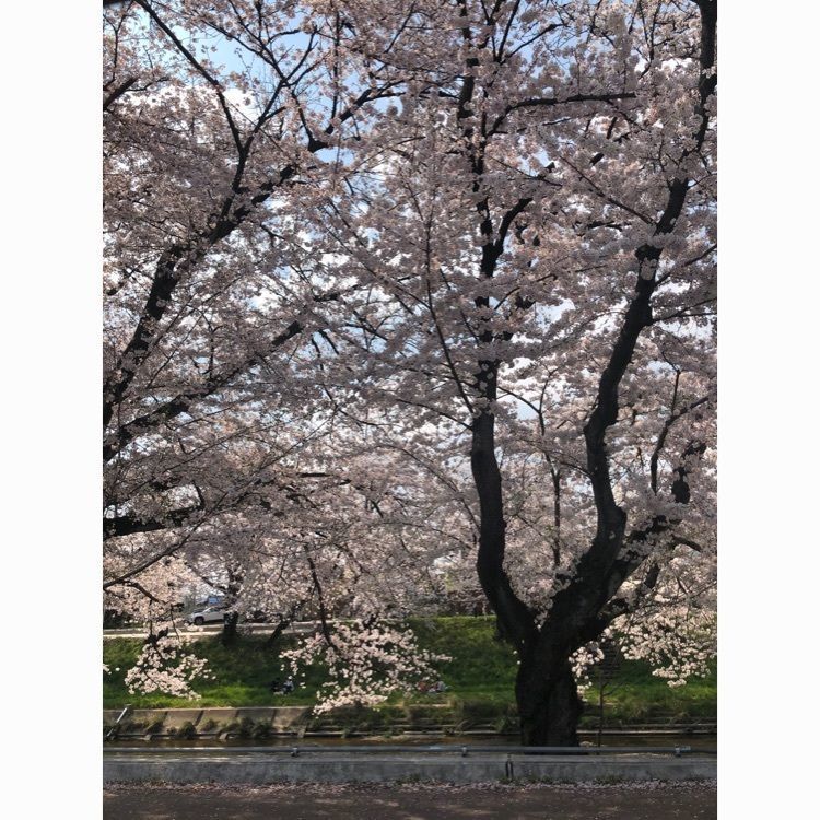 rich628さんが投稿した新境川堤に関する口コミの画像