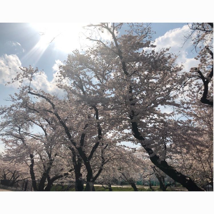 rich628さんが投稿した新境川堤に関する口コミの画像