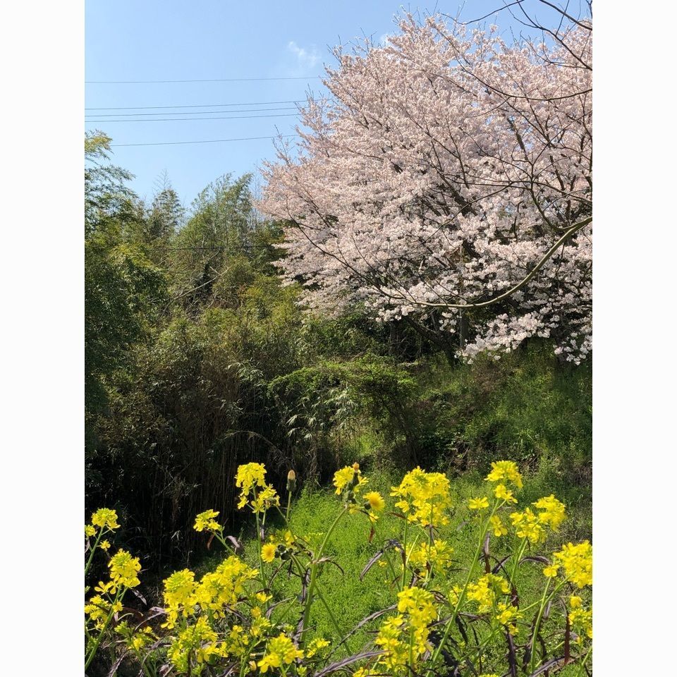 kayoさんが投稿したｍｕｔｅ．（ミュート）に関する口コミの画像