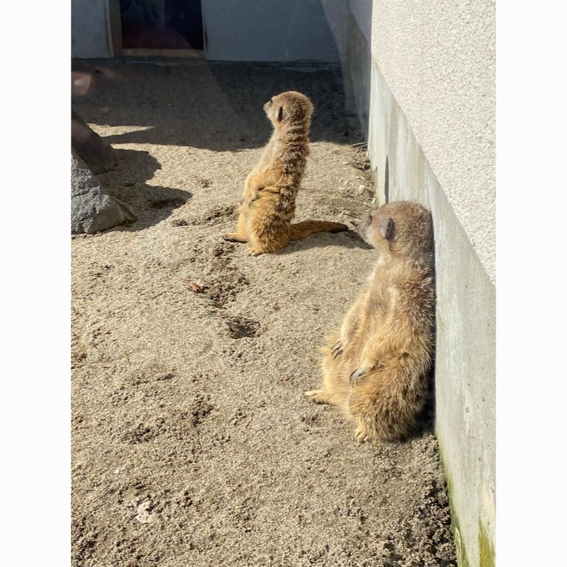 akariさんが投稿した秋田市大森山動物園に関する口コミの画像