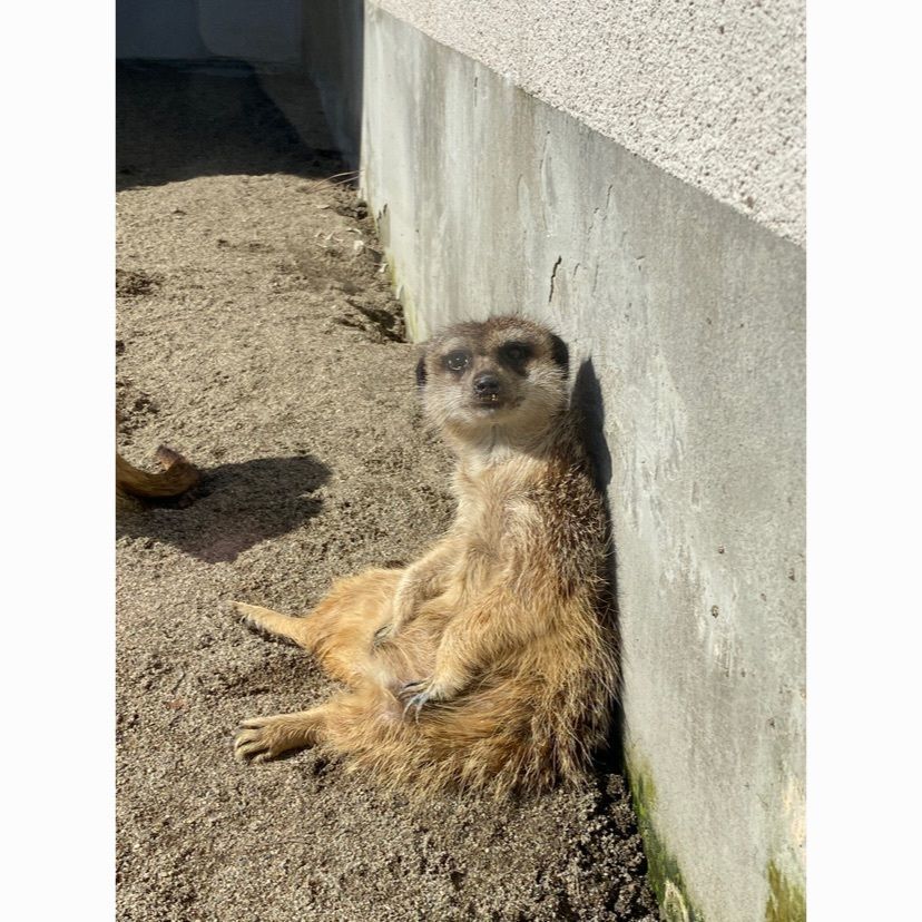 akariさんが投稿した秋田市大森山動物園に関する口コミの画像