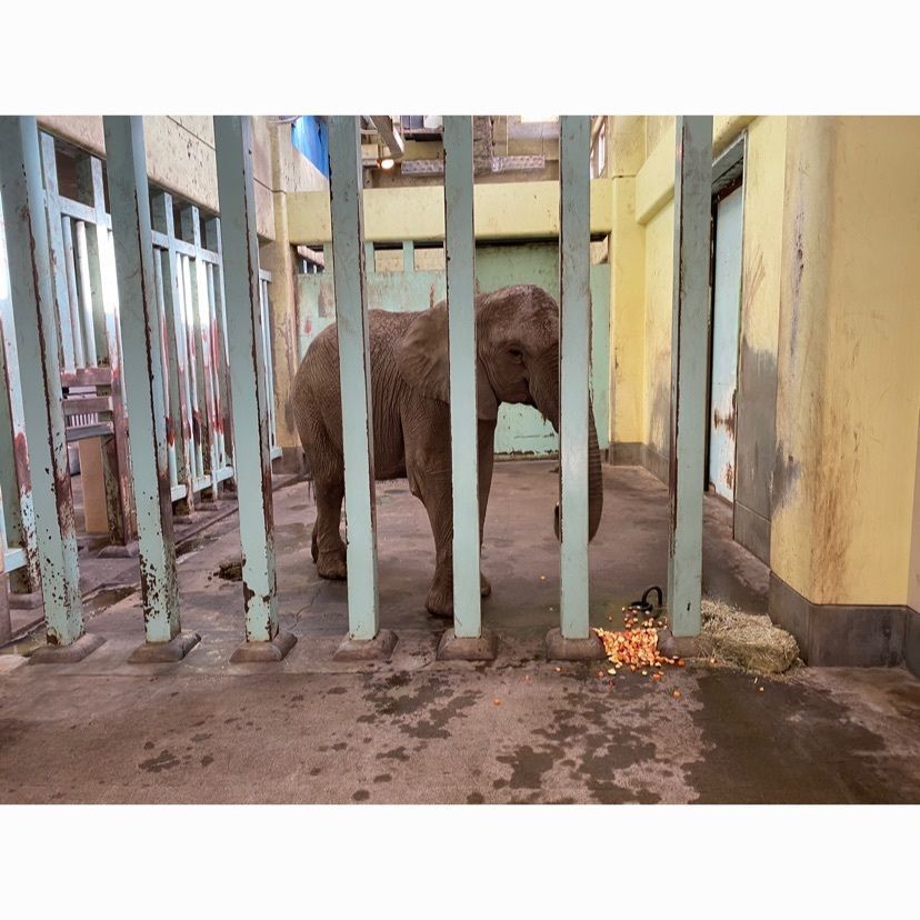 akariさんが投稿した秋田市大森山動物園に関する口コミの画像