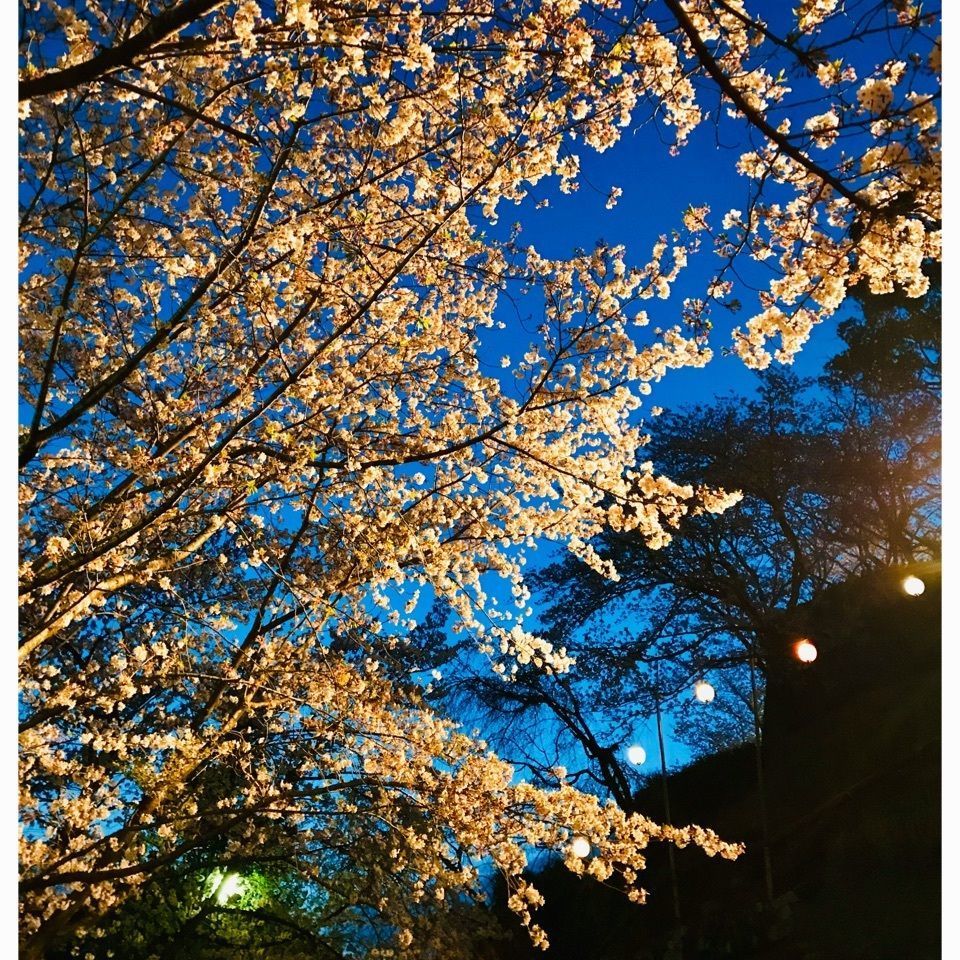 ＫMＴKさんが投稿した丹鶴城公園に関する口コミの画像