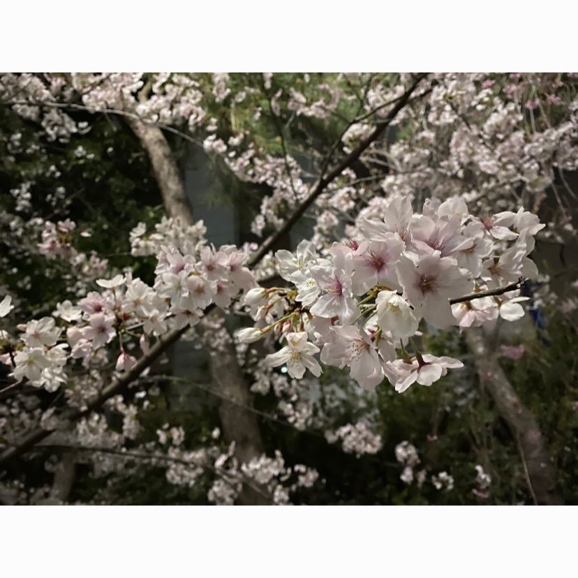 mさんが投稿した豊中市に関する口コミの画像