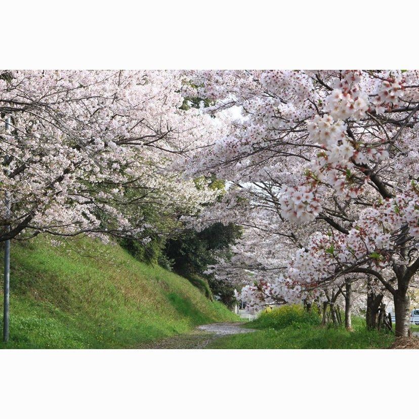 ansett747さんが投稿した筑紫神社に関する口コミの画像