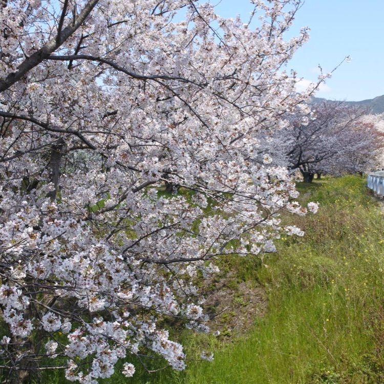 花❁⃘華  さんが投稿した東温市に関する口コミの画像