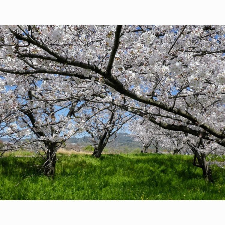花❁⃘華  さんが投稿した東温市に関する口コミの画像