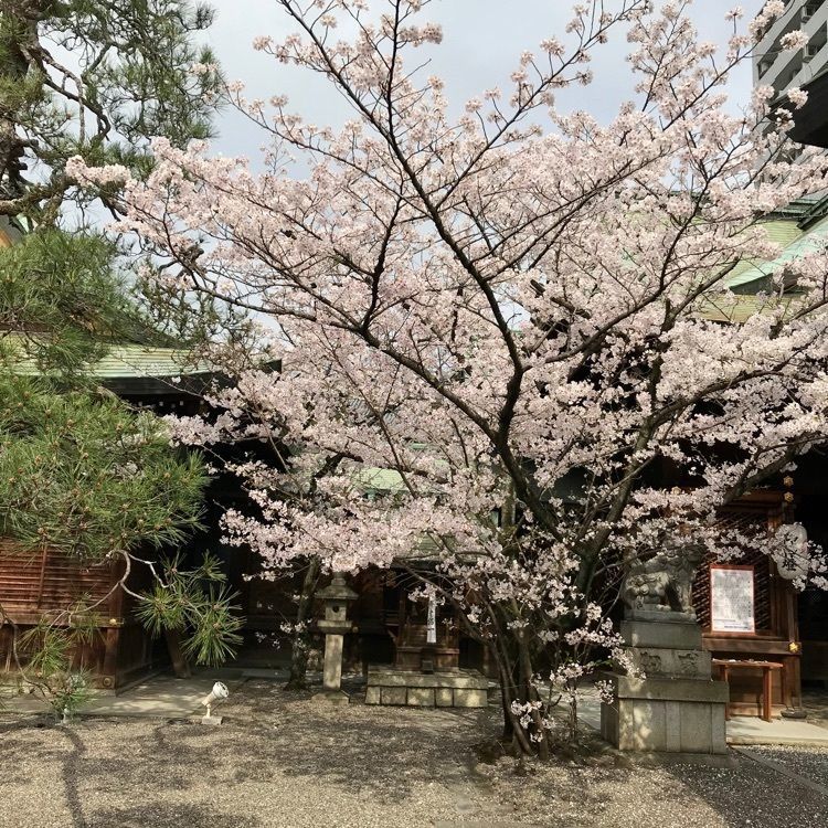 けんちゃん1973さんが投稿した天孫神社に関する口コミの画像