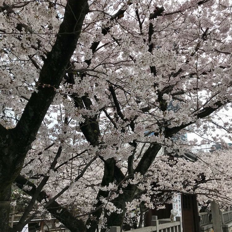 けんちゃん1973さんが投稿した天孫神社に関する口コミの画像