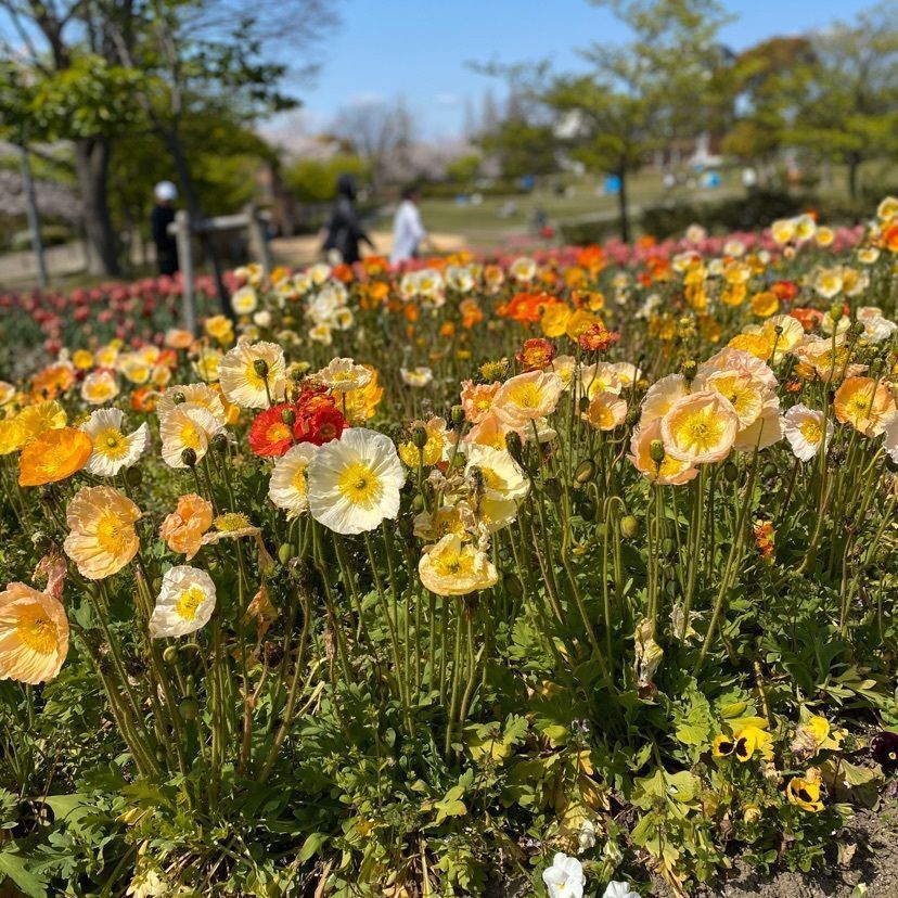 レモンさんが投稿したとだがわこどもランドに関する口コミの画像