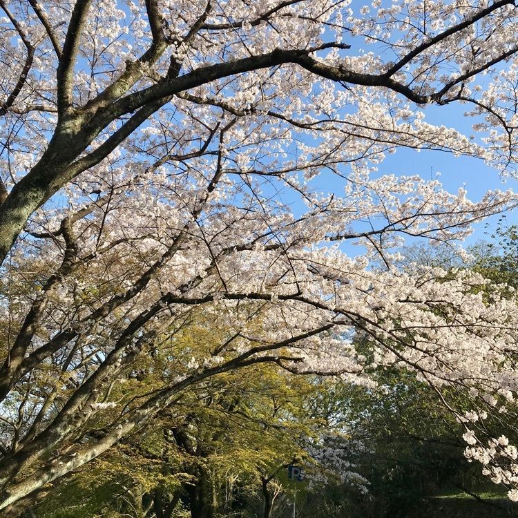 けんちゃん1973さんが投稿した皇子が丘公園のハツミヨザクラに関する口コミの画像