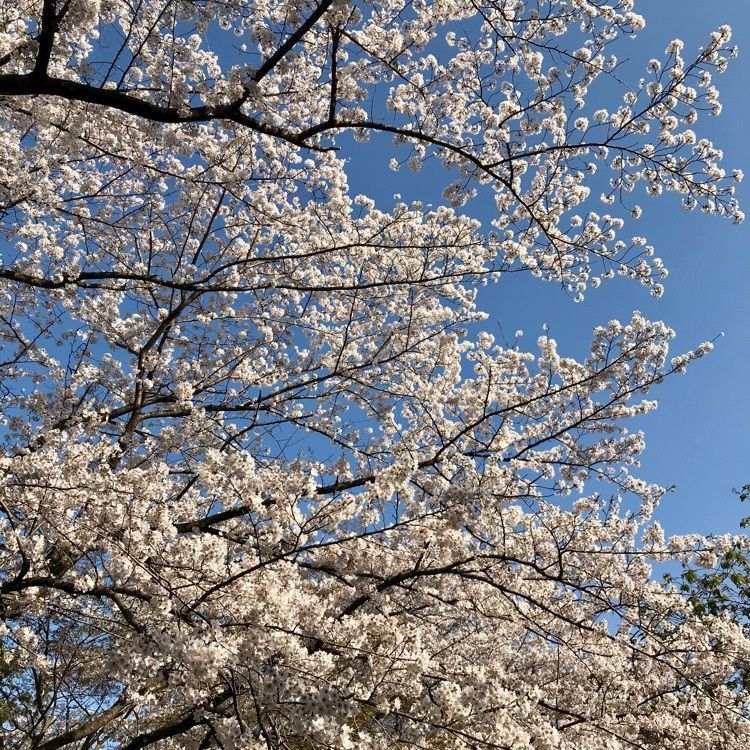 けんちゃん1973さんが投稿した皇子が丘公園のハツミヨザクラに関する口コミの画像