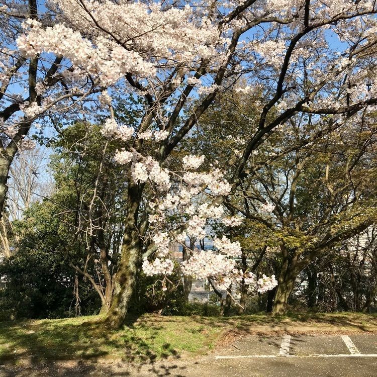 けんちゃん1973さんが投稿した皇子が丘公園のハツミヨザクラに関する口コミの画像