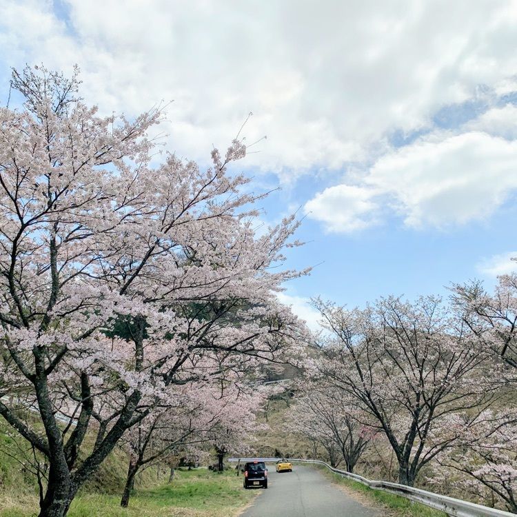 formal_cafeteria_8688さんが投稿した高森峠の千本桜に関する口コミの画像