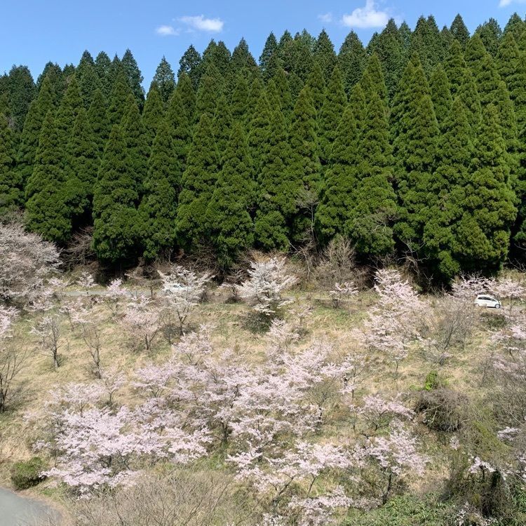 formal_cafeteria_8688さんが投稿した高森峠の千本桜に関する口コミの画像