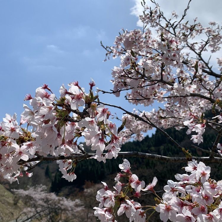 formal_cafeteria_8688さんが投稿した高森峠の千本桜に関する口コミの画像