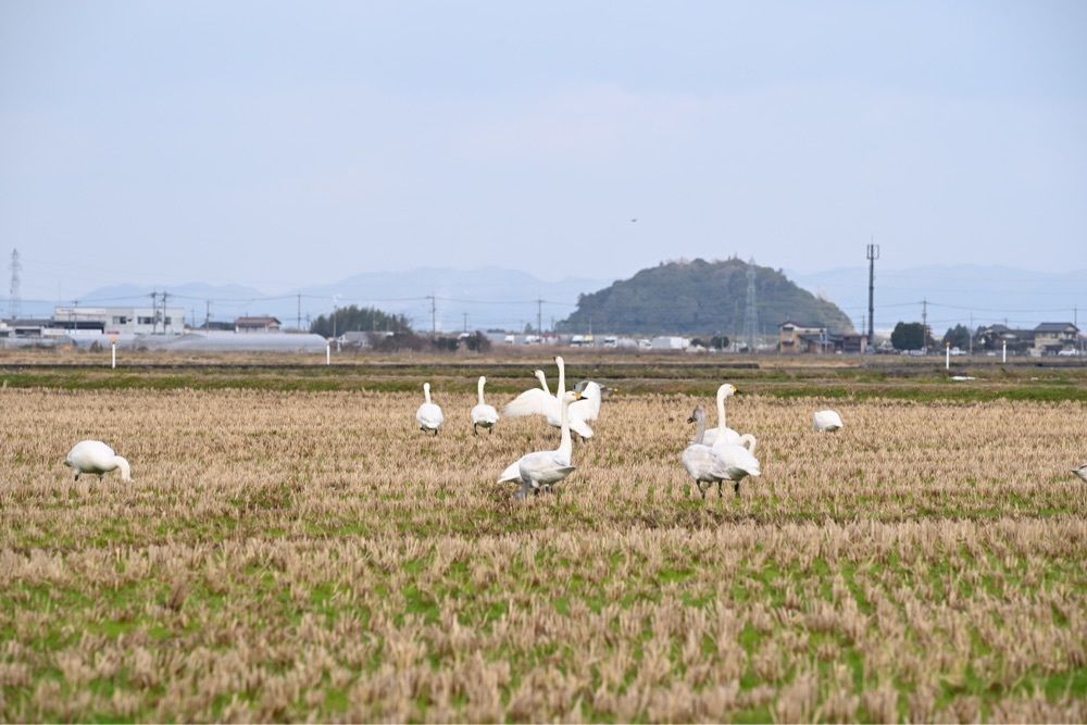 佳さんが投稿したマッドランプに関する口コミの画像
