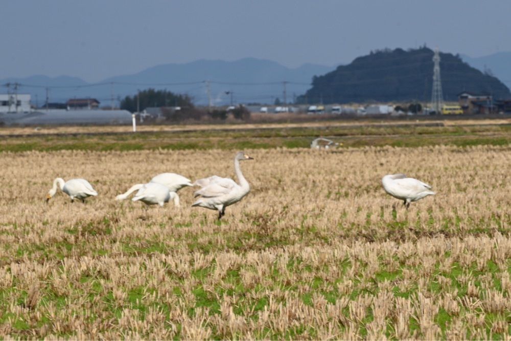 佳さんが投稿したマッドランプに関する口コミの画像