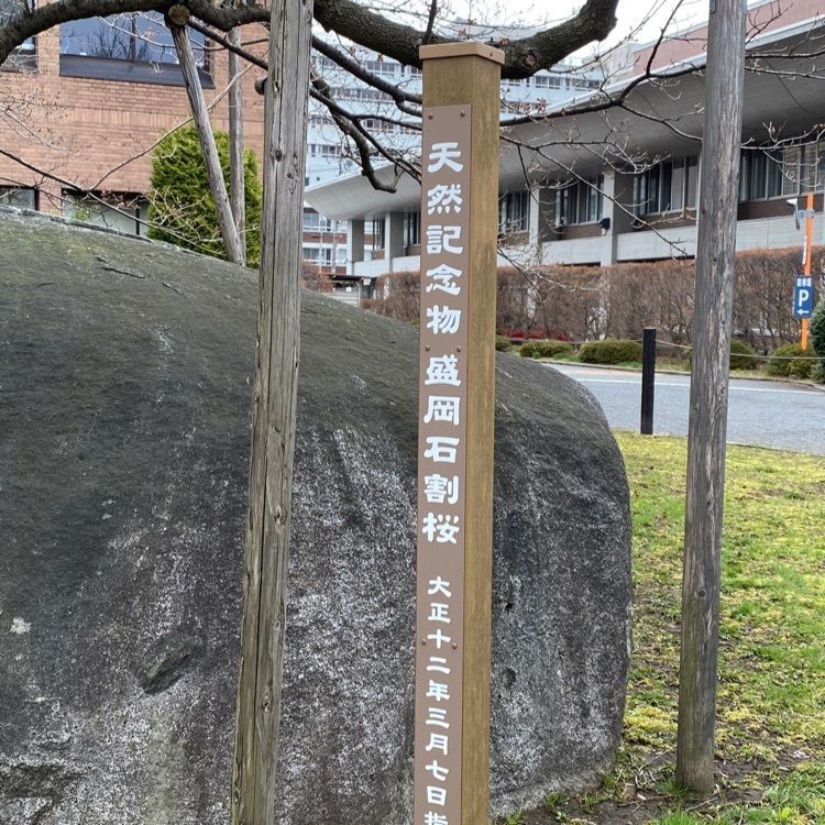 かめ_メグミさんが投稿した石割桜に関する口コミの画像