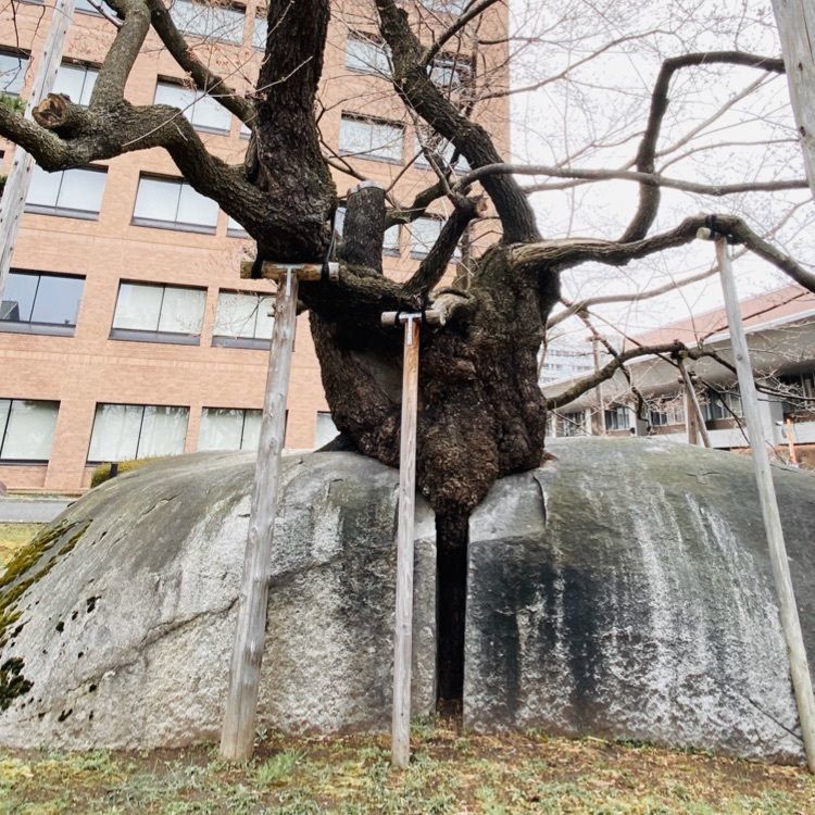 かめ_メグミさんが投稿した石割桜に関する口コミの画像