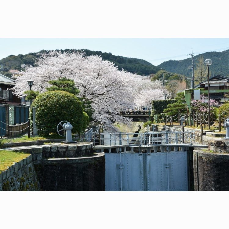 けんちゃん1973さんが投稿した琵琶湖疏水の桜に関する口コミの画像