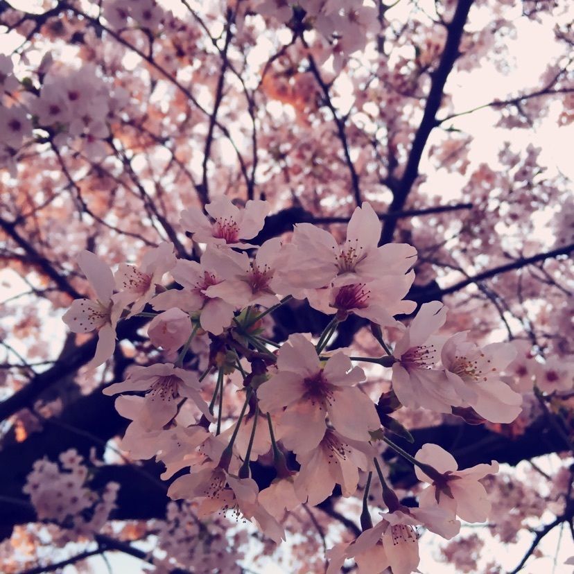 formal_showtime_d72fさんが投稿した明石公園（兵庫県明石市）に関する口コミの画像
