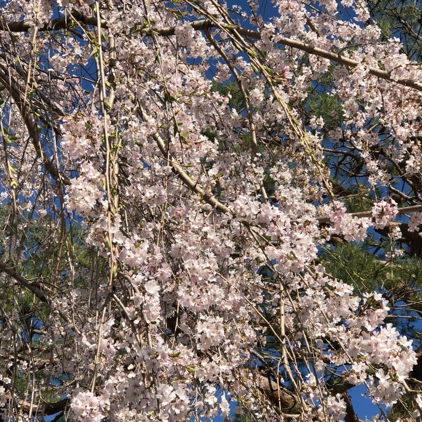 gyuさんが投稿した朝陽の小径に関する口コミの画像