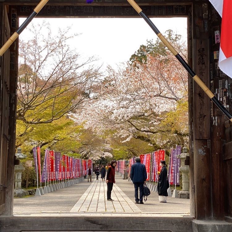 yoshimisaさんが投稿した石山寺の桜に関する口コミの画像