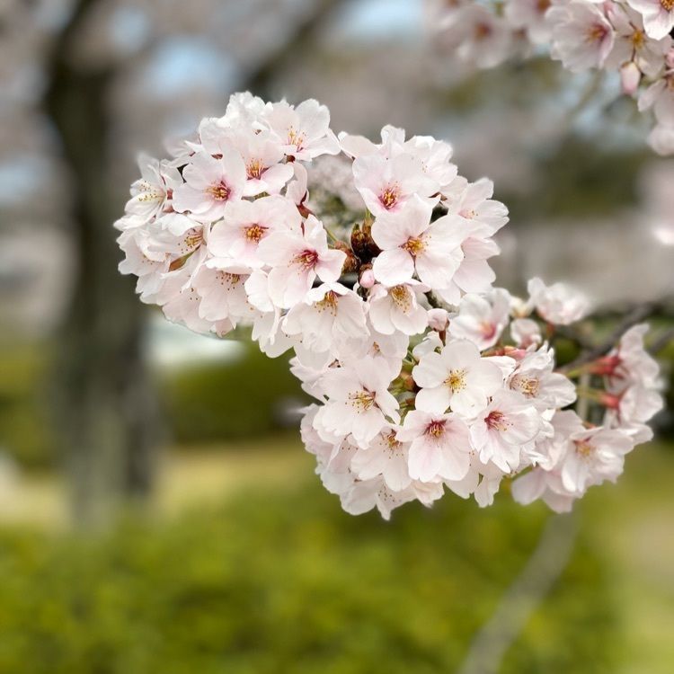 yoshimisaさんが投稿した石山寺の桜に関する口コミの画像